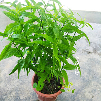 忧遁草盆栽鳄嘴花黎王草优盾草苗叶子庭院阳台植物d7中大40cm高含盆