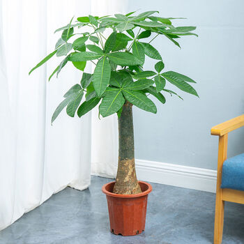 发财树盆栽大客厅大棵绿植室内大型植物办公室开业送礼好养活盆景 1.