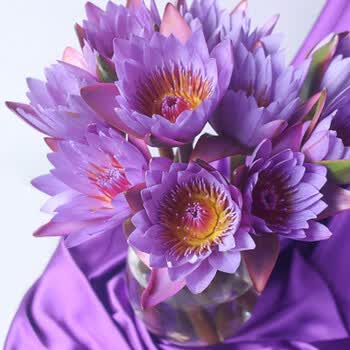 睡莲百合玫瑰满天星向日葵勿忘我鲜花直批直发室内养水插花供奉紫色睡莲八枝另赠送两支防损 图片价格品牌报价 京东