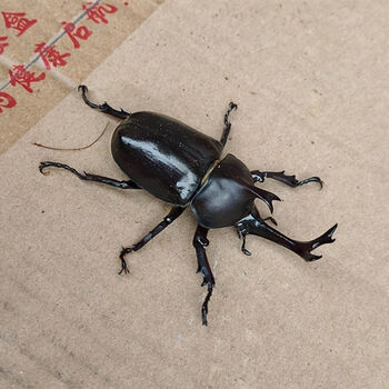 瑾伦独角仙成虫幼虫甲虫昆虫宠物新手套餐包活 独角仙成虫 6 7厘米公虫 图片价格品牌报价 京东