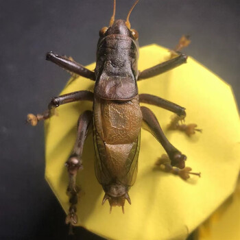 夏蝈蝈活鸣虫超大新脱铁皮山青翠绿炮筒蝈蝈螽斯笼子罐子 郝建伟大