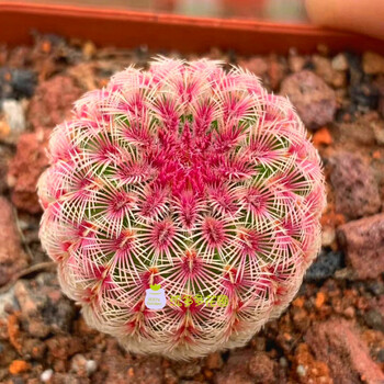 七抒实生红太阳仙人球盆栽开花好看室内多肉植物稀少贵货办公桌面盆栽