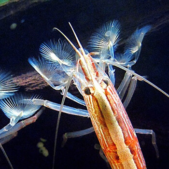 美人雾网球虾1只( 超萌帅气易养)