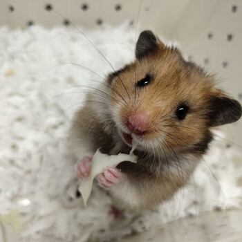 纯银杂银长毛金丝熊宝宝金丝熊活物宠物 长毛原始