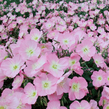 中夢冰島虞美人花種子耐寒春秋播紅色虞美人麗春花種籽