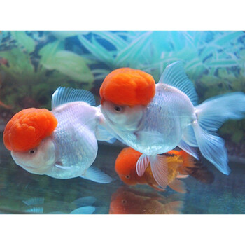 观赏金鱼活体 精品鹤顶红金鱼观赏鱼 冷水鱼鸿运当头风水鱼鱼 精品