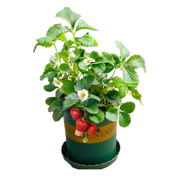 卉优 草莓盆栽草莓苗带果带花绿植阳台植物客厅盆栽 草莓盆栽加仑盆
