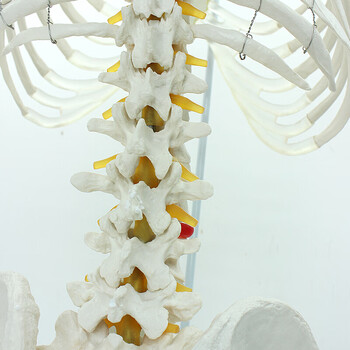 颐诺enovomedicalmodel医学人体脊柱模型腰椎骨盆整骨胸骨肋骨胸腔