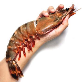 海虾水产鲜活海鲜冻虾新鲜斑节虾 巨型黑虎虾 中大虎虾2斤(共16-20头)