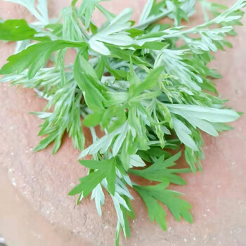 春光岛 新鲜艾叶草食用糍粑青团嫩芽野生清明草艾叶艾草1/2/3斤 500g