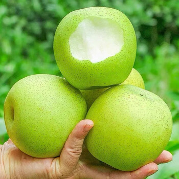 囧仙子皇冠梨2023正宗青皮梨新鲜现摘现发当季梨子整箱水果批发礼盒