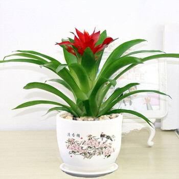 鸿运当头盆栽室内绿植花卉四季开花小红星鸿运当头凤梨盆栽办公室桌面