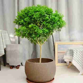 米兰花盆栽苗阳台开花绿植四季常青芳香浓郁植物室内香味带花发货 独杆米兰60-70高