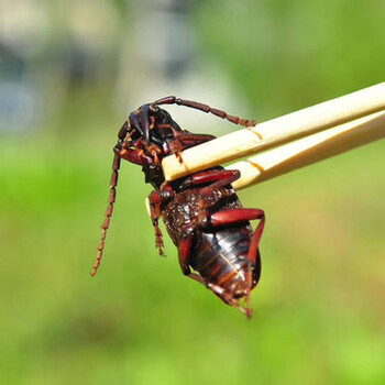 晓晟临朐助农馆活体速冻山水牛全母山水牛山山牛山虫牛栓栓牛昆虫速冻