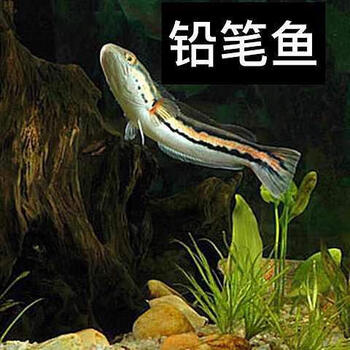 观赏宠物大铅笔雷龙淡水热带鱼 铅笔雷龙鱼8-10厘米2条