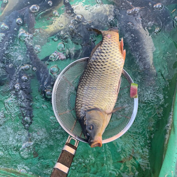 够印正宗东北大鲤鱼黑龙江淡水鱼开江鱼大鲤鱼鲜活速冻 大鲤鱼4斤左右