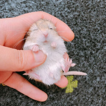 通心粉鼠活体幼崽北非肥尾沙鼠拇指宠物鼠 通心粉宝宝弟弟