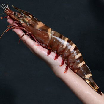 黑虎虾青岛大虾速冻巨型大虎虾斑节虾九节虾海鲜水产900g