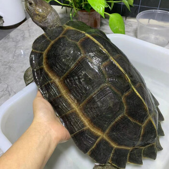 萌萌哒亚巨龟种龟下蛋龟宠物活体素食者可长到20-30斤以上赤兔马 15