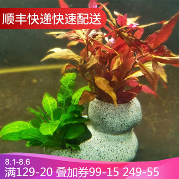 鱼官儿水草花盆可种植活水草鱼虾躲避罐鱼缸水族箱造景石摆件装饰物双孔水草花盆1件 不含水草 尺寸见第二张图 图片价格品牌报价 京东