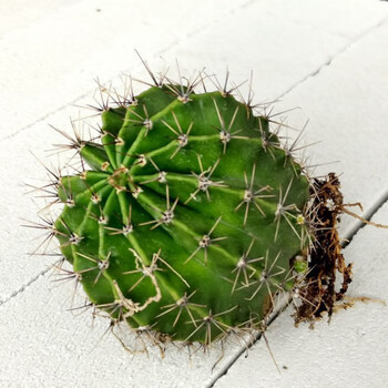 麦基乐仙人球 可食用仙人球草球 可嫁接砧木 开花草球 5个长刺250-300