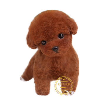 麦比佳纯种泰迪犬茶杯犬幼犬贵宾犬活体宠物狗狗幼崽高颜值双血统标准