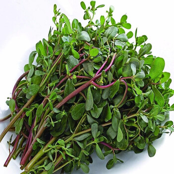 马齿苋菜新鲜现摘马齿菜马蜂菜马齿笕 1500g