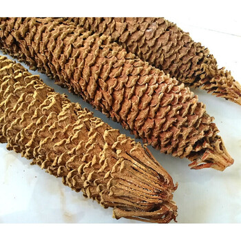 铁树花干花野新货大雄花500g农家自采中草药药原材料铁树花干货
