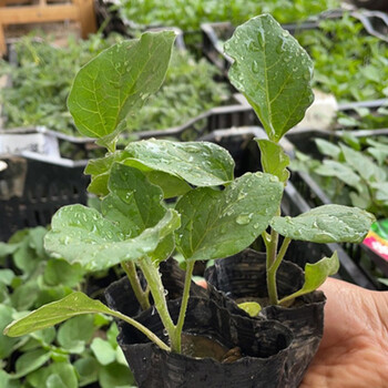 凤鸣雅世苗 凤鸣雅世茄子苗蔬菜苗大全盆栽秧苗蔬菜孑秧四季阳台菜苗夏季秧苗孑秧基地大田种植线茄苗5棵 行情报价价格