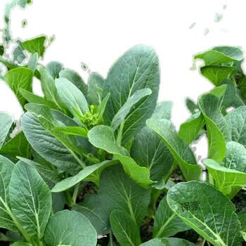 广东菜心健康轻食芥蓝新鲜蔬菜3斤广东菜心现摘现发小芥兰大芥蓝芥兰