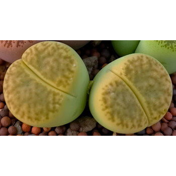 好看的多肉植物生石花 酒红紫勋套餐 裸根不带土多肉植物盆栽生石花