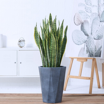 【送货上门】虎皮兰植物室内盆栽花盆客厅吸甲醛净化空气北欧虎尾兰