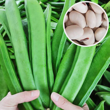 寿禾刀豆种子新鲜青刀豆四季菜豆大刀豆角蔬菜种孑白刀豆种子10粒散装