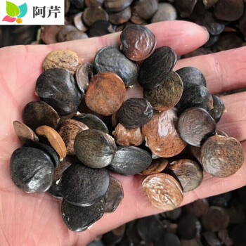 新采种子春播多年生爬藤植物垂吊萝花种庭院花卉耐寒阿芹紫藤种子50粒