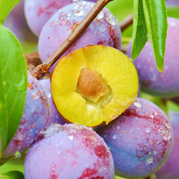 果领队正宗四川脱骨李李子汶川脆李脆红李蜂糖李青脆李因红李9斤1114g