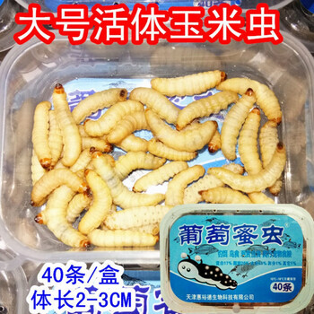 玉米虫葡萄蜜虫活虫大蜡螟幼虫活体鱼饵靛颏绣眼画眉鸟食物饲料大号2 3cm40条 盒2盒 图片价格品牌报价 京东