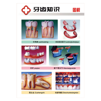 解剖圖pp防水覆膜貼紙牆貼畫wsa13wsa1302牙齒知識圖解70x100cm防水