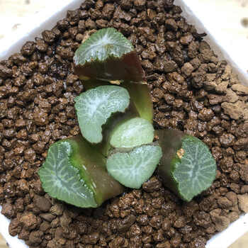 宛彦君轻奢多肉植物卷玉露寿霓虹灯冰灯玉露肉肉抖音sn4499布引万象34