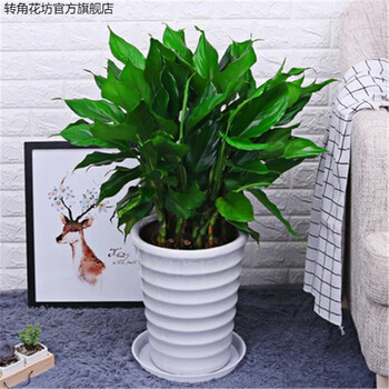 转角花坊万年青植物大型树苗耐寒的室内外银皇后盆栽桌面室内外四季可养植物花卉万年青35 40厘米左右10株不含盆 图片价格品牌报价 京东