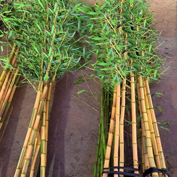 竹子苗庭院植物户外大型观赏罗汉竹室内盆栽紫竹黄金镶玉竹d7 金镶玉