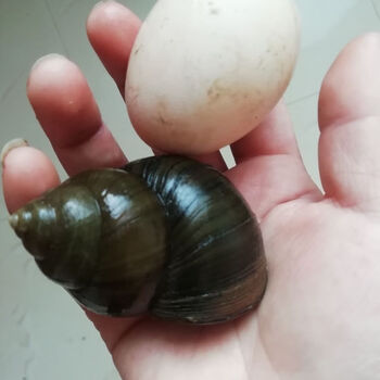 湾钰蜜农村大田螺,无污染大田螺泥螺大种螺无沙大田螺田螺鲜活 2500g