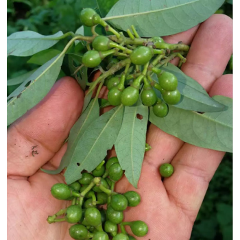 花芊茗 新鮮到家現貨雲南現摘野生新鮮木椒子山胡椒食用蔬菜 嫩大1斤