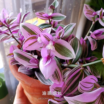 观叶花卉植物吸除甲醛绿植花卉 【适合自己种】油画婚礼【6颗大苗】