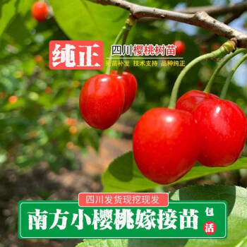 红妃樱桃品种介绍图片