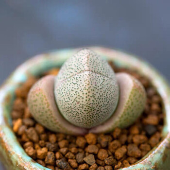 爵谷多肉植物口笛群生多头肉锥生石花室内阳台新款稀有贵货四季萌肉肉