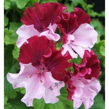 天竺葵花苗重瓣天竺葵2棵花苗植物花卉庭院阳台室内四季盆栽托克2颗不