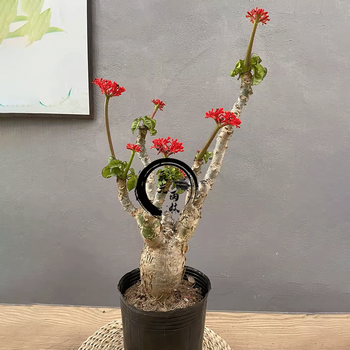 采缇(caiti)佛肚海棠块根植物大肚子爆花室内阳台绿植珊瑚油桐四季