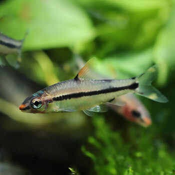 青青自然一眉道人34cm鱼苗