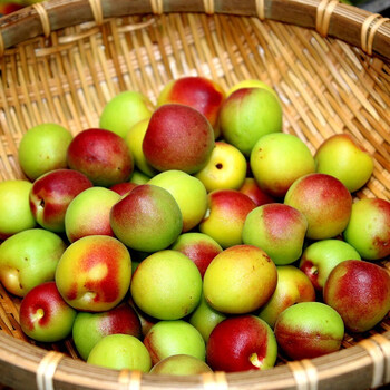 云南丽江新鲜胭脂梅 现摘泡酒专用梅野生红梅大果酵素酸梅 精选 2斤装