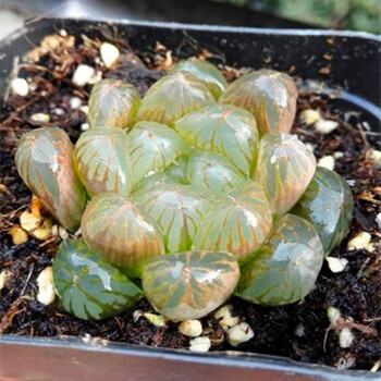 【多款玉露系列组合】带原盆原土栽好发货玉露多肉植物盆栽十二卷 红